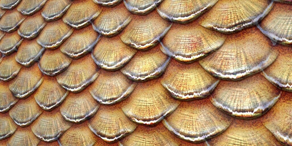 Fish Scale (Substance Material)